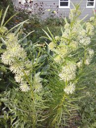 Asclepias hirtella
