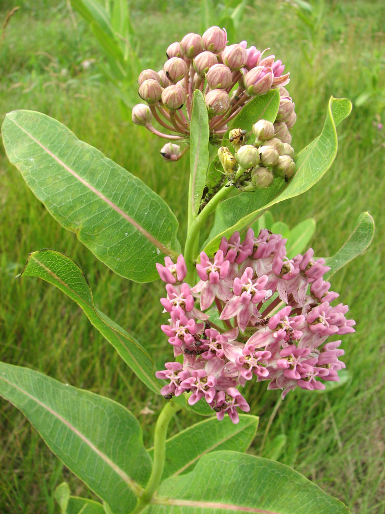 Asclepias sullivantii Prairie Milkweed Prairie Moon Nursery