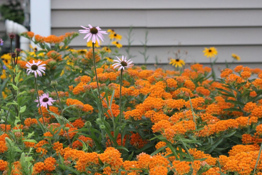 Semis d'Asclepias - Page 2 Asclepias-tuberosa-butterfly-weed_landscaping_1000x667