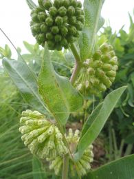 Asclepias viridiflora