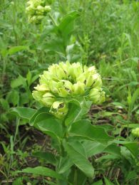 Asclepias viridis