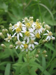 Doellingeria umbellata