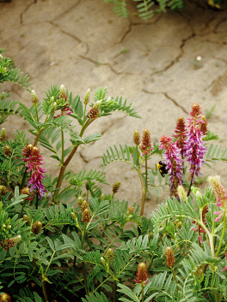 Astragalus bisulcatus TwoGrooved Milk Vetch Prairie Moon Nursery
