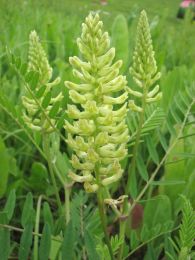 Astragalus canadensis