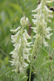 Astragalus racemosus