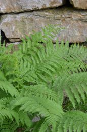 Athyrium filix-femina
