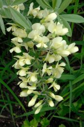 Baptisia bracteata