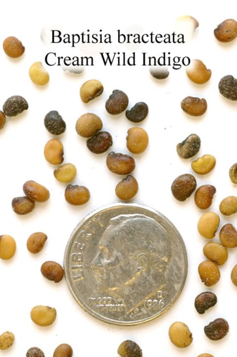 Baptisia bracteata Cream Wild Indigo | Prairie Moon Nursery