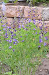 Baptisia australis var. minor