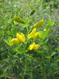 Baptisia tinctoria