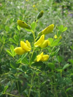 Baptisia tinctoria