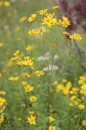 Bidens coronata