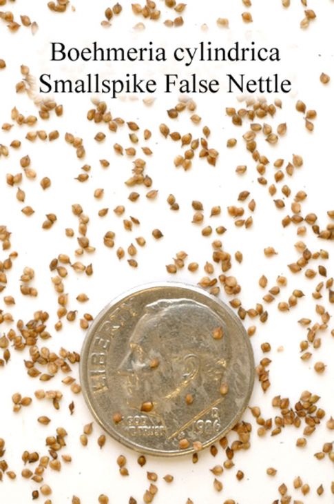 Boehmeria cylindrica Smallspike False Nettle | Prairie Moon Nursery