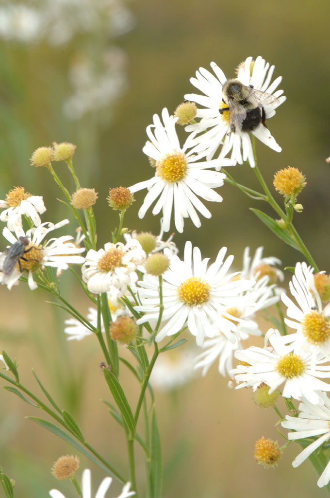 Boltonia Asteroides False Aster Prairie Moon Nursery