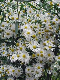 Boltonia asteroides