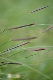 Bouteloua gracilis