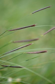 Bouteloua gracilis