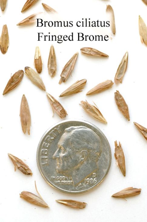 Bromus ciliatus Fringed Brome