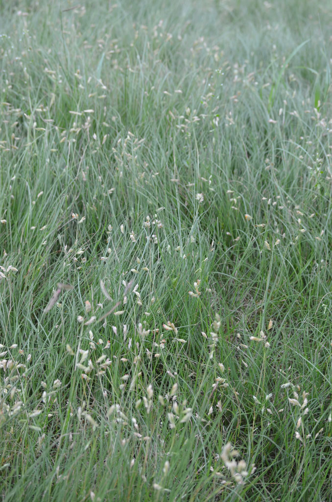 Buchloe dactyloides Buffalo Grass-Cultivar Prairie Moon 