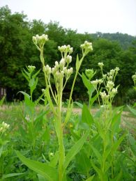 Hasteola  suaveolens
