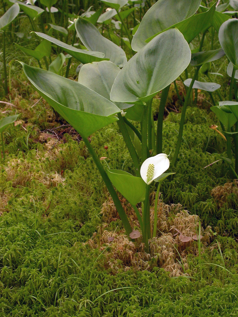 Calla Palustris Water Arum Prairie Moon Nursery