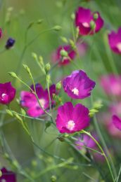 Callirhoe digitata