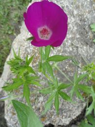 Callirhoe involucrata