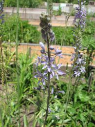 Camassia angusta
