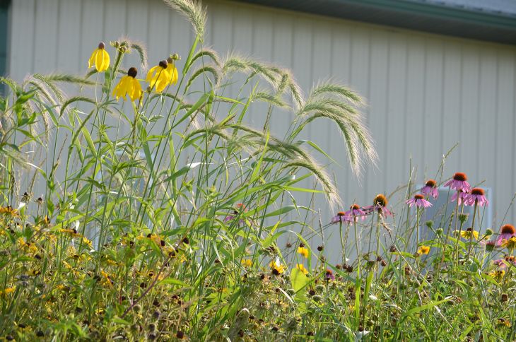 Elymus Canadensis Canada Wild Rye Grounded