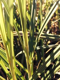 Carex atherodes