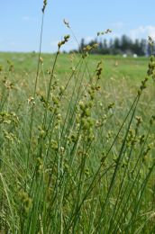 Carex bicknellii