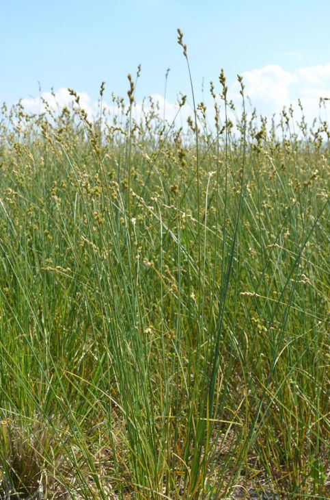 Carex bicknellii Copper-shouldered Oval Sedge | Prairie Moon Nursery