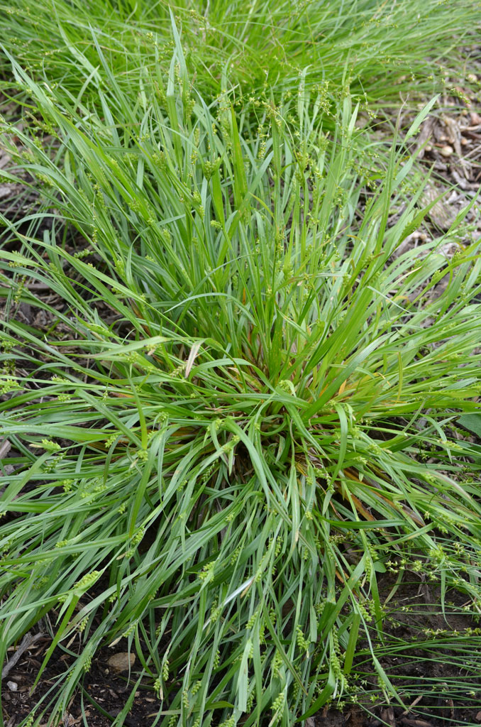 Carex blanda Common Wood Sedge Prairie Moon Nursery