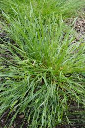 Carex blanda
