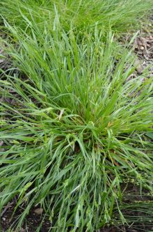 Carex blanda
