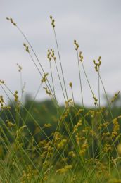 Carex brevior