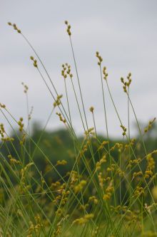 Carex brevior