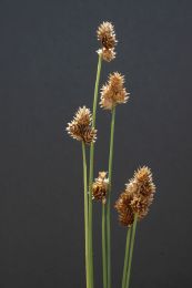 Carex cephalophora