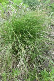 Carex communis