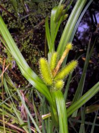 Carex comosa