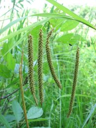 Carex crinita