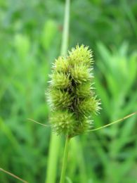 Carex cristatella