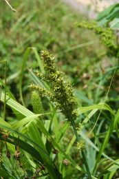 Carex crus-corvi