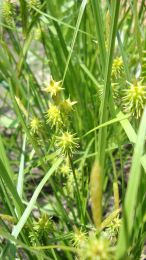 Carex cryptolepis