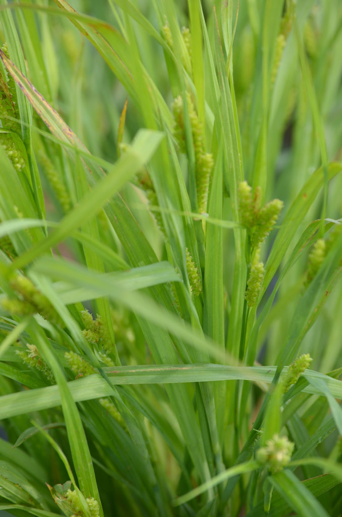 carex gracilescens slender wood sedge prairie moon nursery
