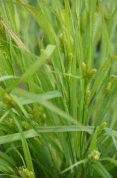 Carex gracilescens