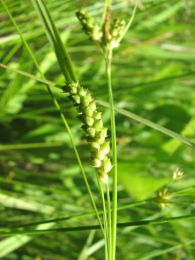 Carex granularis