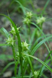 Carex grayi