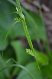Carex grisea