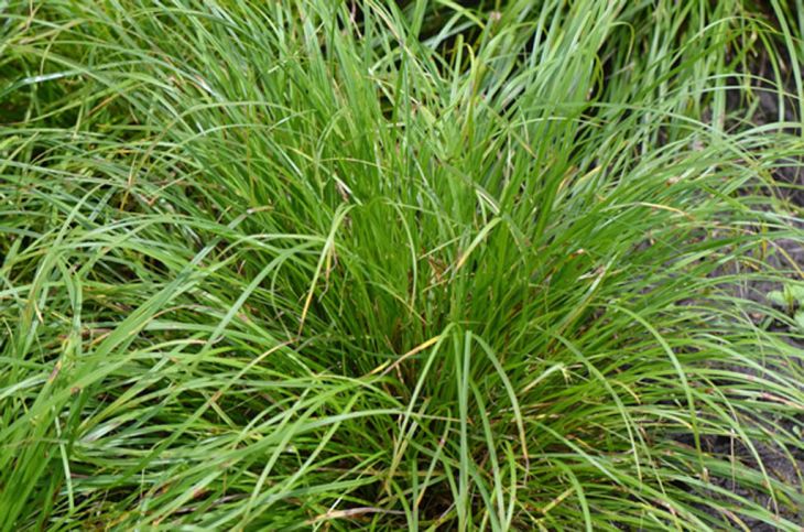 Carex jamesii James' Sedge | Prairie Moon Nursery
